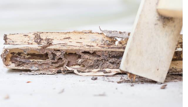 Rock Hole Termite Removal Experts