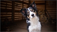  Soulmutts Toronto Ltd. Soulmutts Toronto Ltd.